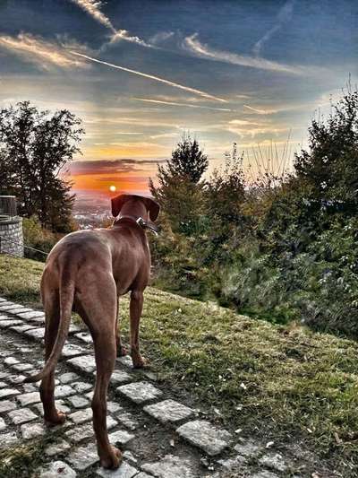 Rhodesian Ridgeback-Beitrag-Bild