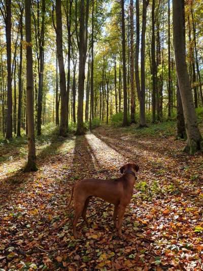 Rhodesian Ridgeback-Beitrag-Bild