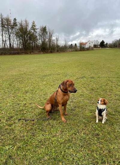 Rhodesian Ridgeback-Beitrag-Bild