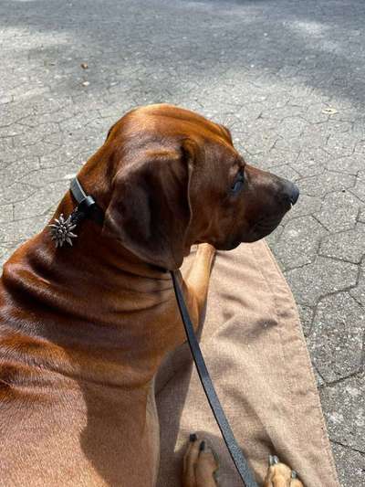 Rhodesian Ridgeback-Beitrag-Bild