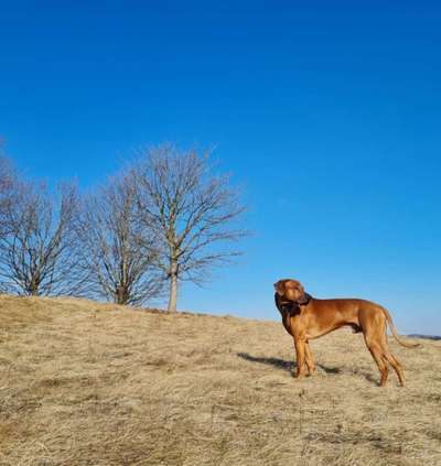 Rhodesian Ridgeback-Beitrag-Bild