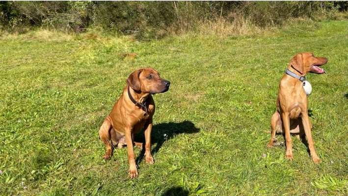Rhodesian Ridgeback-Beitrag-Bild