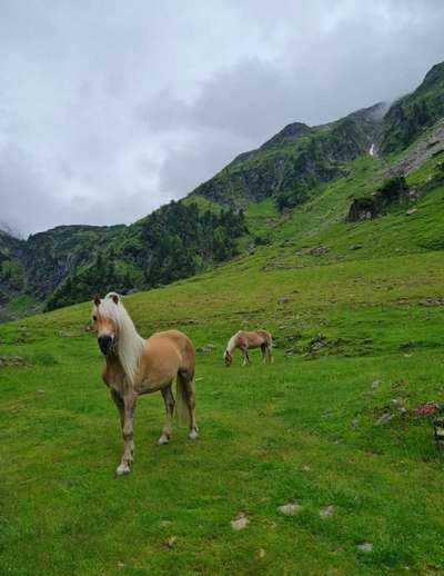 Rhodesian Ridgeback-Beitrag-Bild