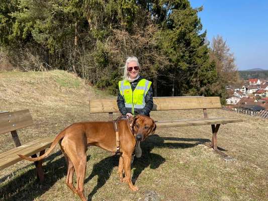 Rhodesian Ridgeback-Beitrag-Bild