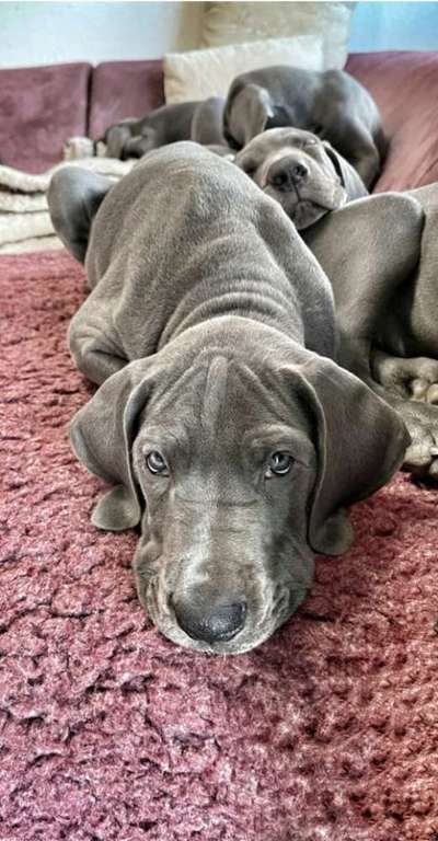 Rhodesian Ridgeback-Beitrag-Bild