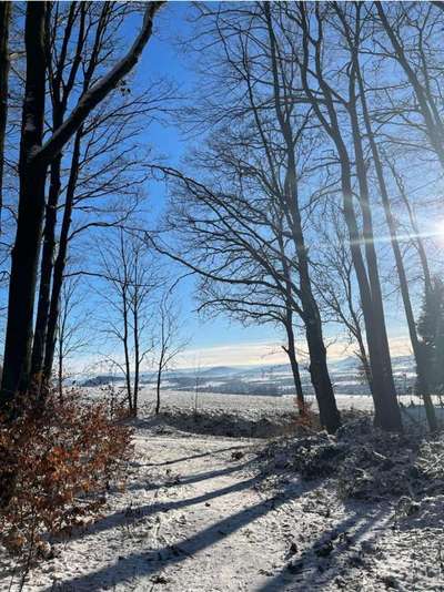 Rhodesian Ridgeback-Beitrag-Bild