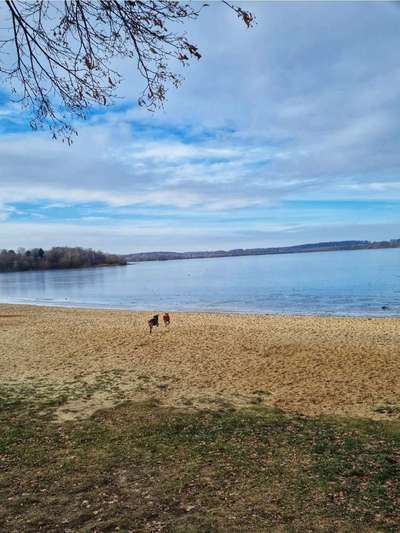 Rhodesian Ridgeback-Beitrag-Bild