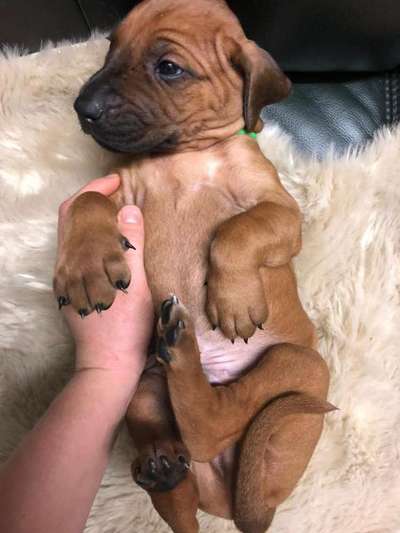 Rhodesian Ridgeback-Beitrag-Bild