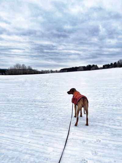 Rhodesian Ridgeback-Beitrag-Bild