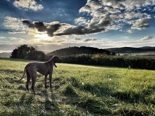 Rhodesian Ridgeback-Beitrag-Bild