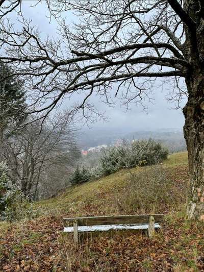 Rhodesian Ridgeback-Beitrag-Bild