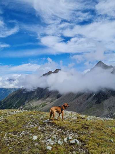 Rhodesian Ridgeback-Beitrag-Bild