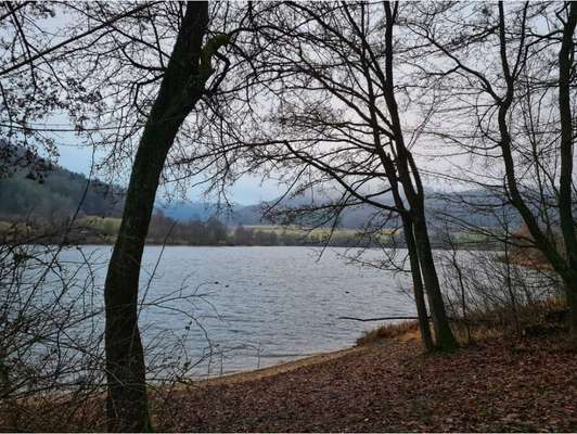 Rhodesian Ridgeback-Beitrag-Bild