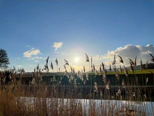 Rhodesian Ridgeback-Beitrag-Bild