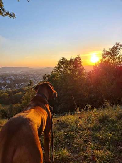 Rhodesian Ridgeback-Beitrag-Bild