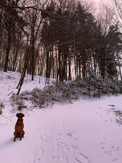 Rhodesian Ridgeback-Beitrag-Bild