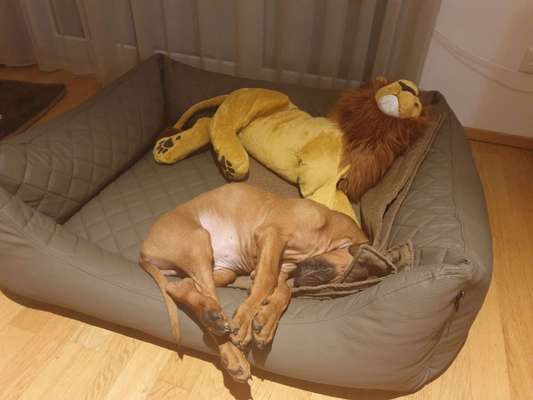 Rhodesian Ridgeback-Beitrag-Bild