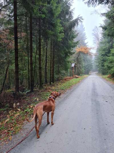 Rhodesian Ridgeback-Beitrag-Bild