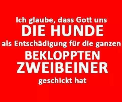 Rhodesian Ridgeback-Beitrag-Bild