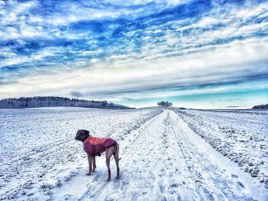 Rhodesian Ridgeback-Beitrag-Bild