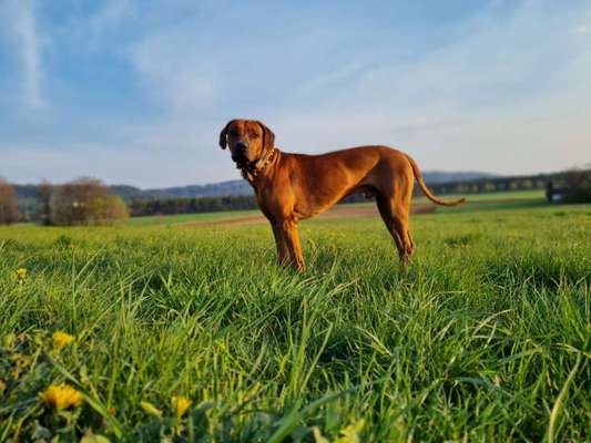 Rhodesian Ridgeback-Beitrag-Bild