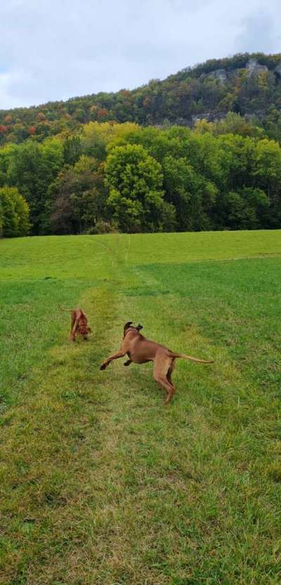 Rhodesian Ridgeback-Beitrag-Bild