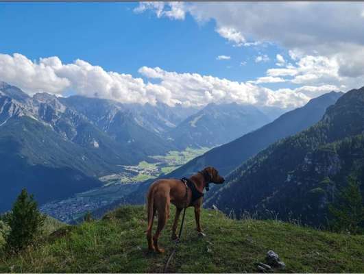 Rhodesian Ridgeback-Beitrag-Bild