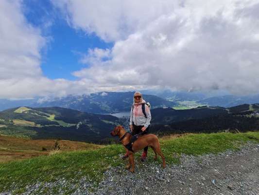 Rhodesian Ridgeback-Beitrag-Bild