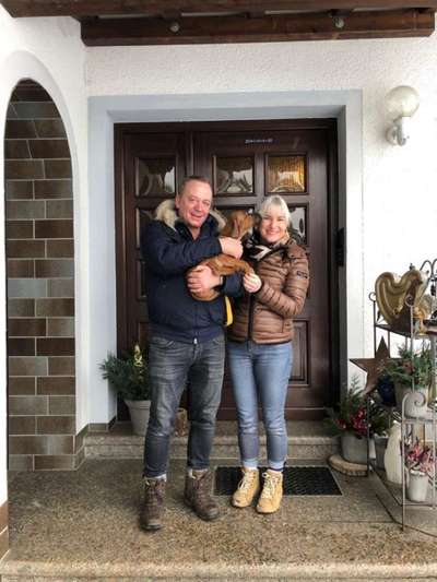 Rhodesian Ridgeback-Beitrag-Bild