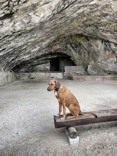 Rhodesian Ridgeback-Beitrag-Bild