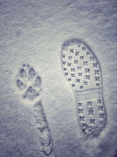 Rhodesian Ridgeback-Beitrag-Bild