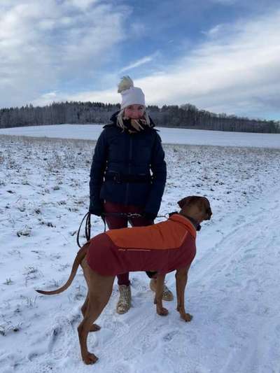 Rhodesian Ridgeback-Beitrag-Bild