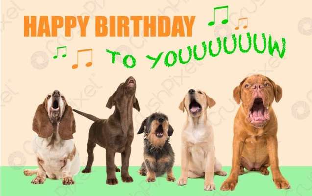 Rhodesian Ridgeback-Beitrag-Bild