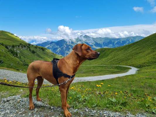 Rhodesian Ridgeback-Beitrag-Bild