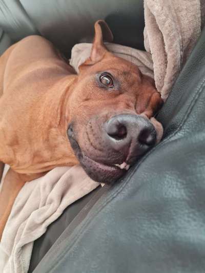 Rhodesian Ridgeback-Beitrag-Bild