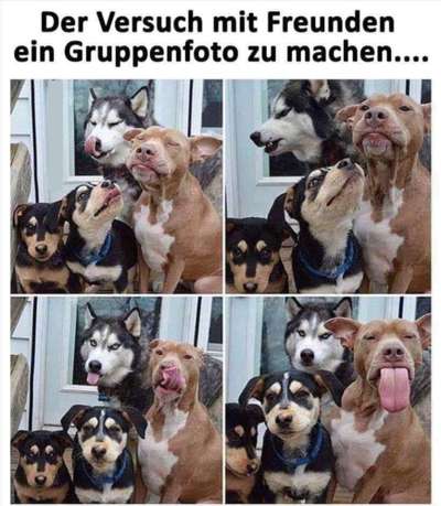 Rhodesian Ridgeback-Beitrag-Bild