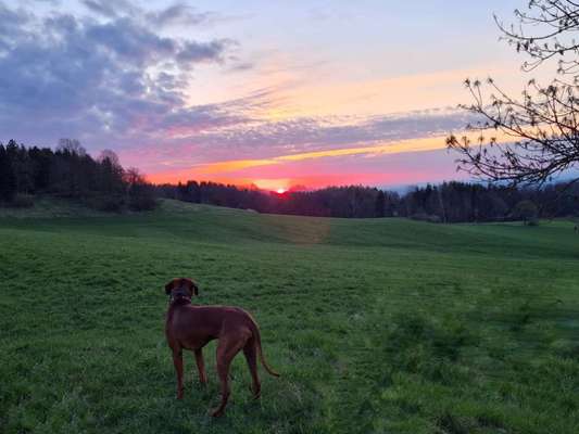 Rhodesian Ridgeback-Beitrag-Bild