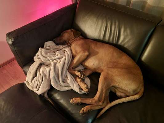 Rhodesian Ridgeback-Beitrag-Bild