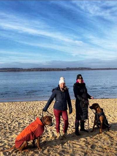 Rhodesian Ridgeback-Beitrag-Bild