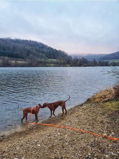 Rhodesian Ridgeback-Beitrag-Bild