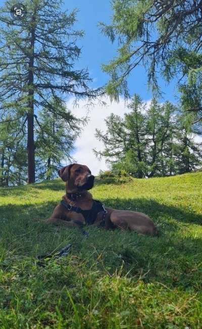 Rhodesian Ridgeback-Beitrag-Bild