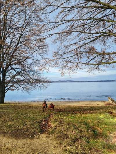 Rhodesian Ridgeback-Beitrag-Bild