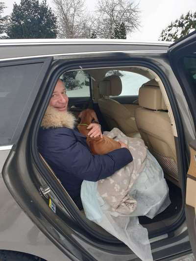 Rhodesian Ridgeback-Beitrag-Bild