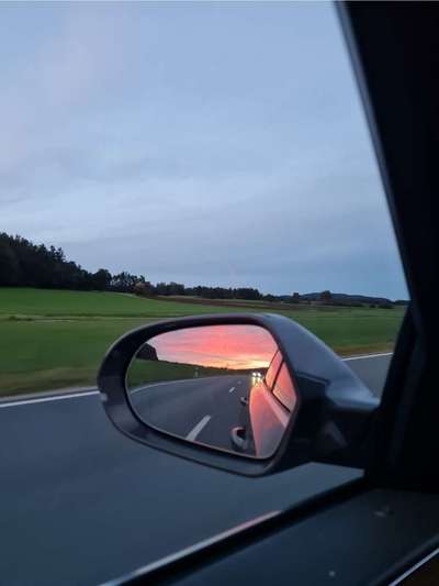 Rhodesian Ridgeback-Beitrag-Bild