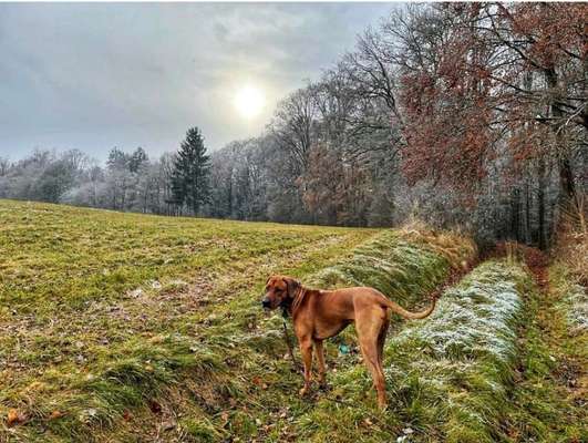 Rhodesian Ridgeback-Beitrag-Bild