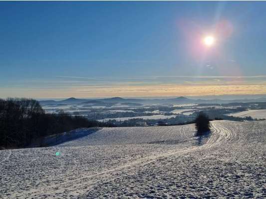 Rhodesian Ridgeback-Beitrag-Bild