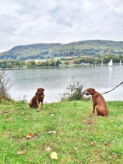 Rhodesian Ridgeback-Beitrag-Bild