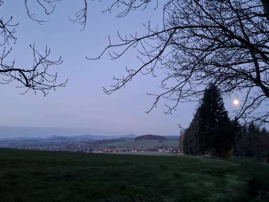 Rhodesian Ridgeback-Beitrag-Bild