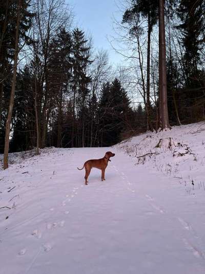 Rhodesian Ridgeback-Beitrag-Bild