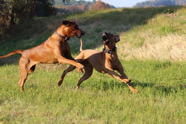 Rhodesian Ridgeback-Beitrag-Bild